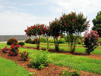 lagerstroemia