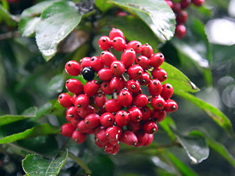 Evergreen Viburnum